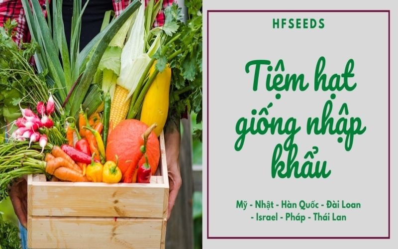 shop hạt giống nhập khẩu HFSeeds