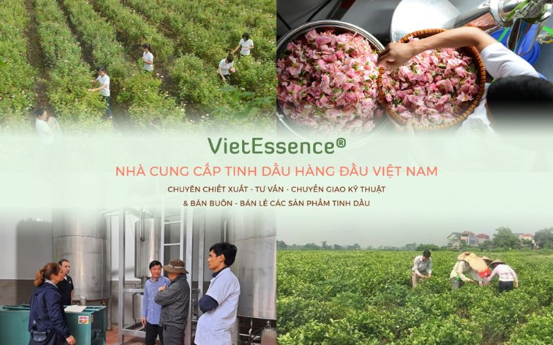 Công ty tinh dầu Hà Nội VIPSEN