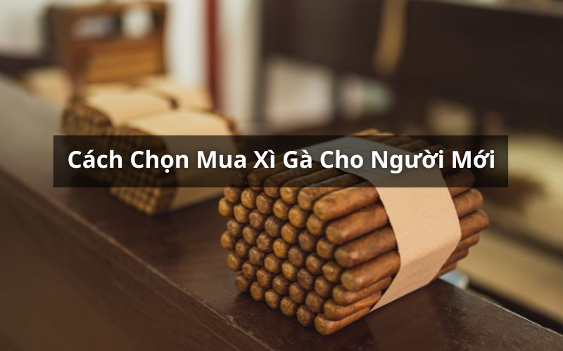 cách chọn mua xì gà cho người mới